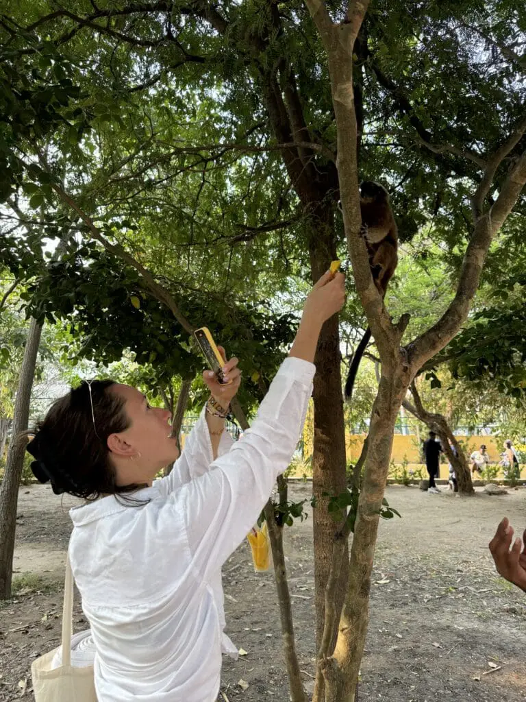 Monkeys in Cartagena