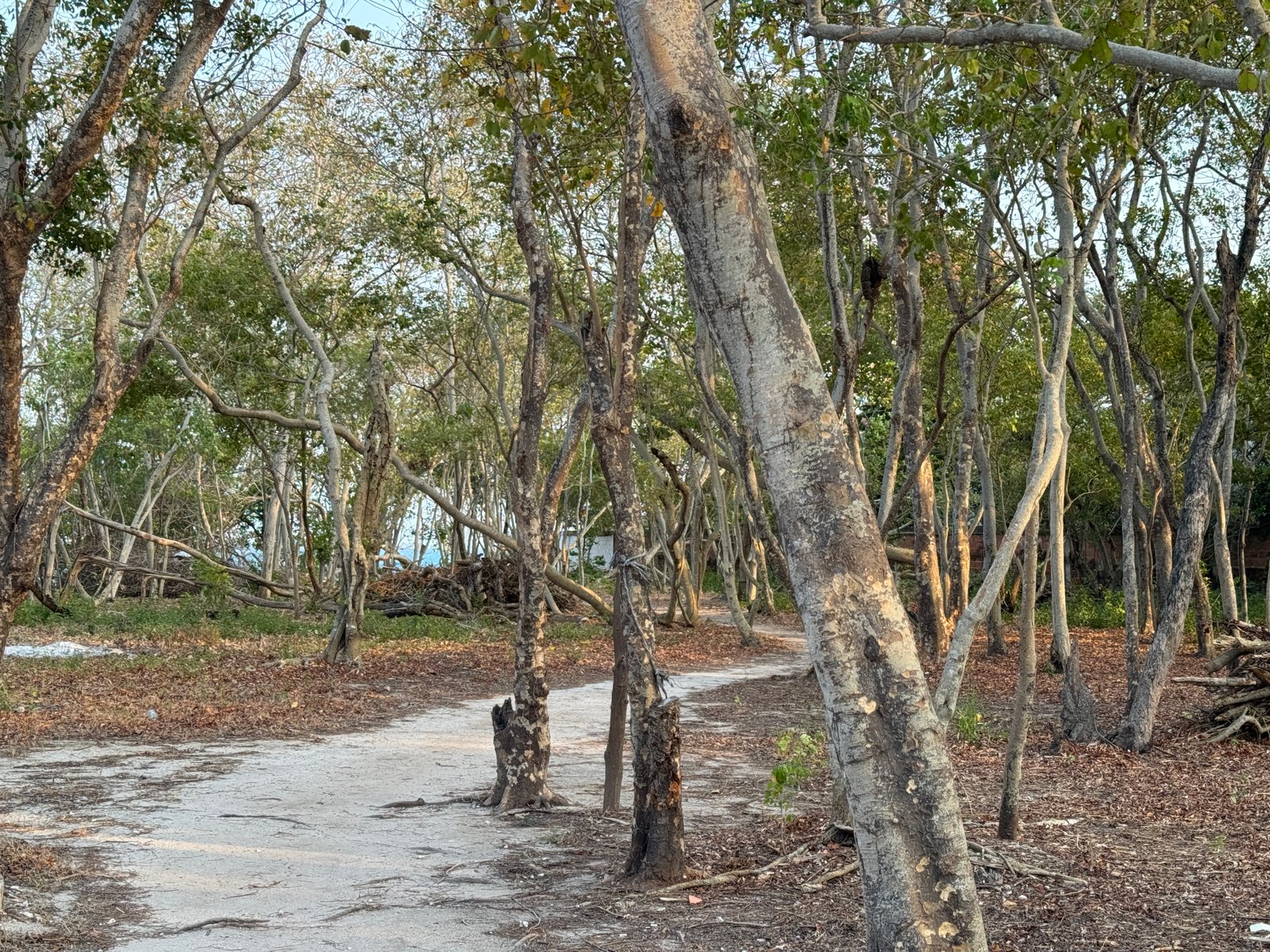 Nature Walk Isla Grande