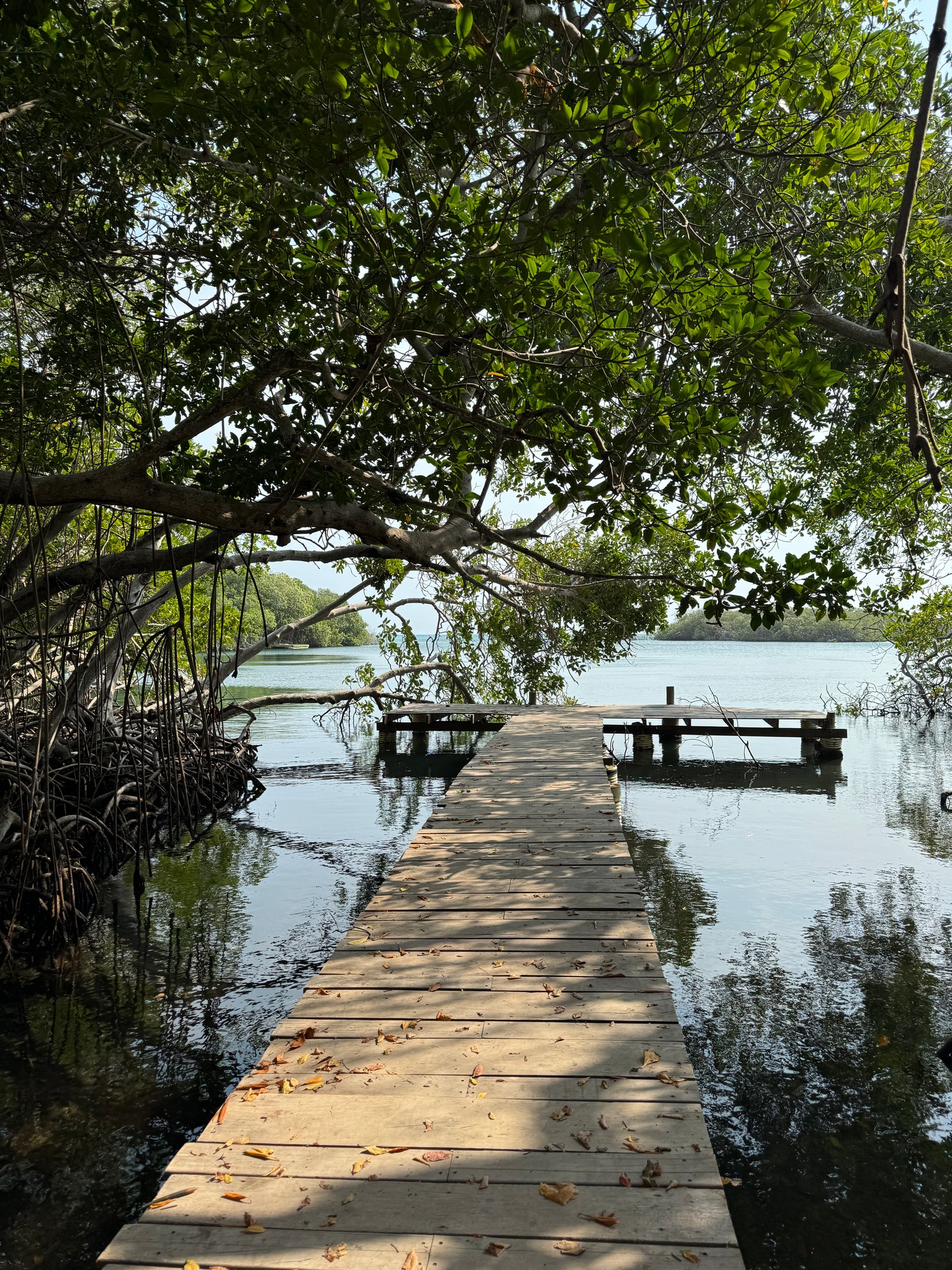 Enchanted Lagoon